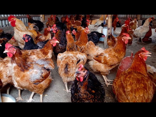 টাইগার চিকেন (Tiger chicken)